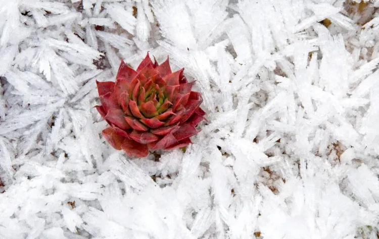 Faut-il vraiment augmenter son apport en matières grasses pendant les périodes de froid ?