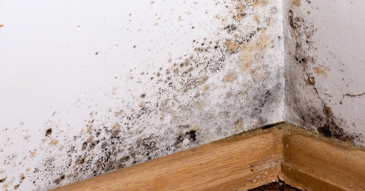 Moisissures à la maison : comprendre les dangers pour notre santé et comment s&rsquo;en protéger
